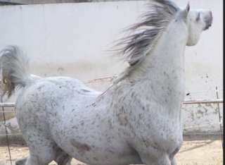  A cavallo nelle Bocche del Rodano 
